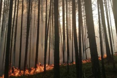 В Сербии загорелся лес около оружейной фабрики - aif.ru - Сербия - Чачак
