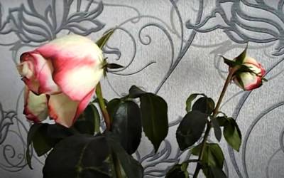 Эксперты перечислили вещи, которые лишают вас здоровья и энергии: избавьтесь от них немедленно - ukrainianwall.com