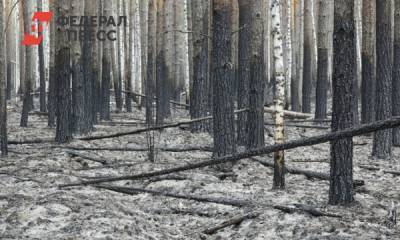 Площадь пожаров в тюменских лесах сократилась в десять раз - fedpress.ru - Тюмень - Тюменская обл.