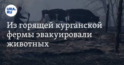 Из горящей курганской фермы эвакуировали животных. Фото - ura.news - Курганская обл. - район Кетовский