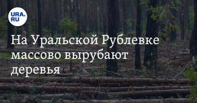 На Уральской Рублевке массово вырубают деревья. Жители написали жалобу в прокуратуру - ura.news - Свердловская обл.