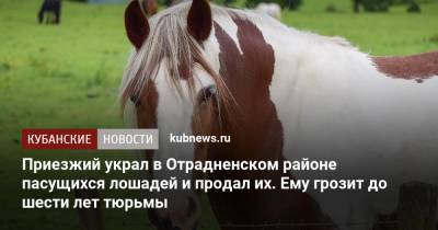 Приезжий украл в Отрадненском районе пасущихся лошадей и продал их. Ему грозит до шести лет тюрьмы - kubnews.ru - Краснодарский край - респ. Дагестан