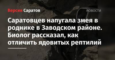 Владимир Романов - Саратовцев напугала змея в роднике в Заводском районе. Биолог рассказал, как отличить ядовитых рептилий - nversia.ru - Саратовская обл. - Саратова