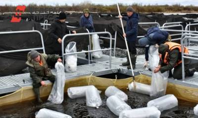 На Ямале состоялся первый в этом году выпуск мальков муксуна - fedpress.ru