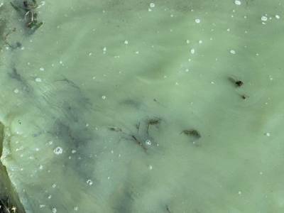 В Балтийском море из-за жары расплодились токсичные водоросли - unn.com.ua - Украина - Киев - Эстония - Балтика - Экология