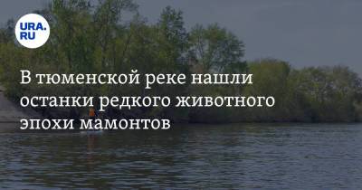 Павел Ситников - В тюменской реке нашли останки редкого животного эпохи мамонтов. Фото - ura.news - Тюменская обл. - Тобольск