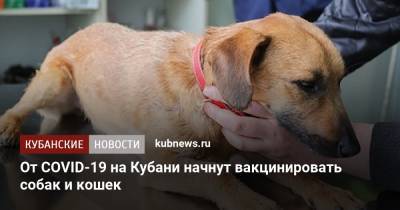 От COVID-19 на Кубани начнут вакцинировать собак и кошек - kubnews.ru - Краснодарский край