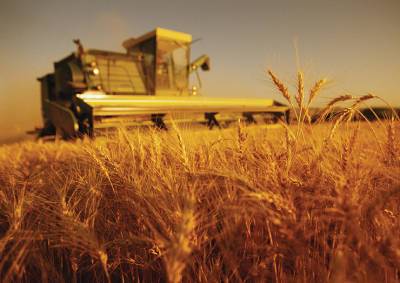 Эксперт рассказал, какой урожай будет в этом году - inform-ua.info