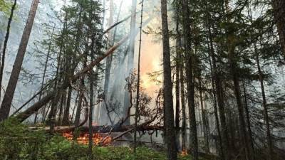 В заповеднике «Денежкин камень» обнаружен второй пожар площадью более 50 гектаров - znak.com - Свердловская обл.