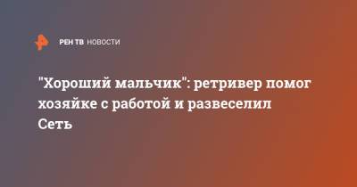 "Хороший мальчик": ретривер помог хозяйке с работой и развеселил Сеть - ren.tv