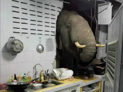 В Таиланде слон почувствовал запах еды и пробил дыру в стене дома - gordonua.com - Таиланд
