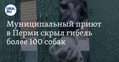 Муниципальный приют в Перми скрыл гибель более 100 собак - ura.news - Пермь - Кировская обл. - респ. Удмуртия - Пермский край