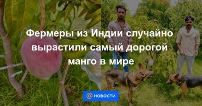 Фермеры из Индии случайно вырастили самый дорогой манго в мире - news.mail.ru