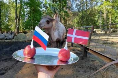 Верблюд из петербургского зоопарка предсказал исход матча Россия-Дания - mk.ru - Ленинградская обл. - Дания - Копенгаген
