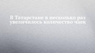 В Татарстане в несколько раз увеличилось количество чаек - chelny-izvest.ru - респ. Татарстан