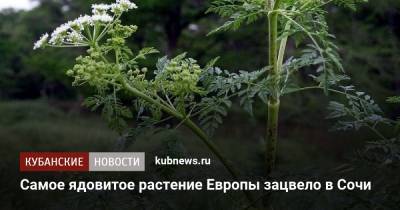 Самое ядовитое растение Европы зацвело в Сочи - kubnews.ru - Сочи - Краснодарский край - Греция