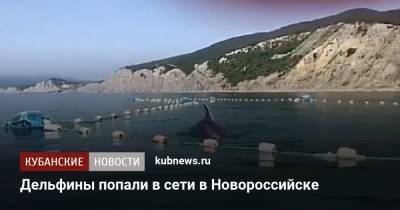 Дельфины попали в сети в Новороссийске - kubnews.ru - Краснодарский край - Новороссийск - Черное Море