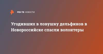 Угодивших в ловушку дельфинов в Новороссийске спасли волонтеры - ren.tv - Новороссийск