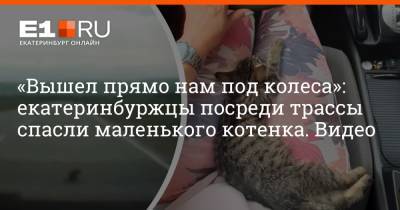 «Вышел прямо нам под колеса»: екатеринбуржцы посреди трассы спасли маленького котенка. Видео - e1.ru - Екатеринбург - Уфа