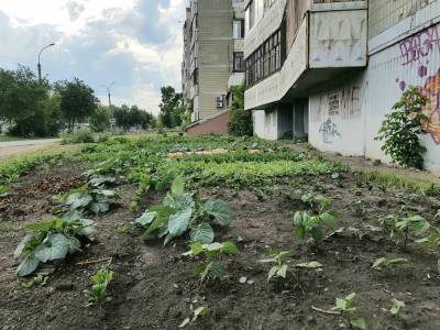 Жители Екатеринбурга начали выращивать под окнами высоток овощи и зелень - skuke.net - Екатеринбург