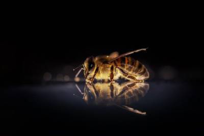 Пчелы начали массово умирать в Ульяновской области - news.vse42.ru - Россия - Ульяновская - район Майнский