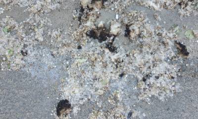 В Петрозаводске случились два пожара из-за тополиного пуха - gubdaily.ru - Петрозаводск - республика Карелия