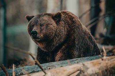 Появились подробности смертельного нападения медведя на туристов в нацпарке - lenta.ru - Красноярский край