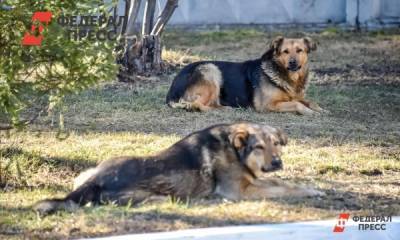 На Ямале чиновники выплатят компенсацию покусанным собаками детям - fedpress.ru - Лабытнанги