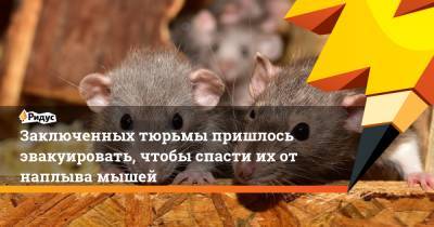 Заключенных тюрьмы пришлось эвакуировать, чтобы спасти их от наплыва мышей - ridus.ru - Веллингтон