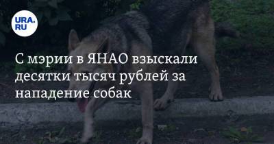 С мэрии в ЯНАО взыскали десятки тысяч рублей за нападение собак - ura.news - окр. Янао - Лабытнанги