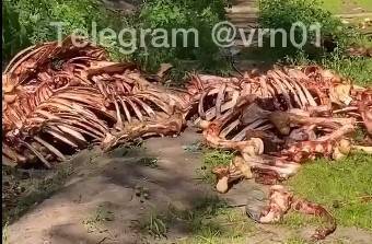 В лесу под Воронежем девушка с мопсом наткнулась на "кладбище костей" (ВИДЕО) - gorcom36.ru - Воронеж