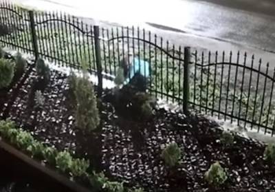 Перекрестилась и пошла: женщина своровала туи на церковной клумбе, видео - politeka.net - Киев
