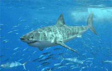 Биологи впервые заметили, как отдыхают акулы - charter97.org - шт.Флорида - Французская Полинезия