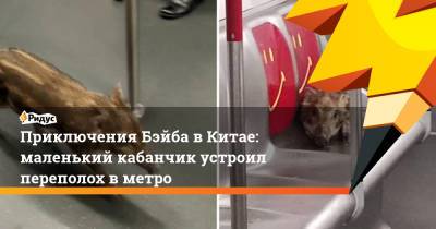 Приключения Бэйба в Китае: маленький кабанчик устроил переполох в метро - ridus.ru - Гонконг
