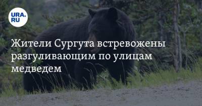 Жители Сургута встревожены разгуливающим по улицам медведем. Видео - ura.news - Сургут - Югра