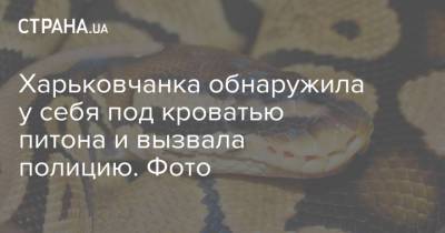 Харьковчанка обнаружила у себя под кроватью питона и вызвала полицию. Фото - strana.ua - Харьков