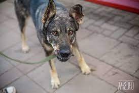 Служебная собака Валько в Кемерове оказала услугу полицейским в поимке грабителя - gazeta.a42.ru - Кемеров