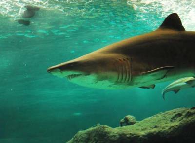 Ученые: Акулы используют океанические течения для отдыха - actualnews.org - шт.Флорида - Французская Полинезия