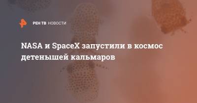 NASA и SpaceX запустили в космос детенышей кальмаров - ren.tv