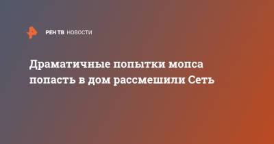 Драматичные попытки мопса попасть в дом рассмешили Сеть - ren.tv