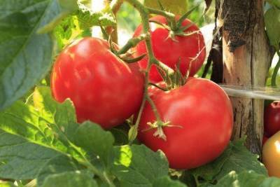 Органические удобрения для томатов - skuke.net