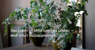 Джеймс Кук - Эвкалипт «Бэйби Блу» из семян — мой опыт выращивания - skuke.net - Австралия