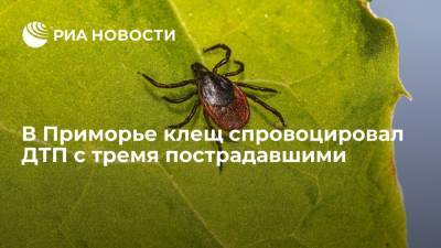 В Приморье клещ стал причиной ДТП с тремя пострадавшими - ria.ru - Приморье край - Владивосток