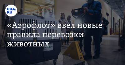 «Аэрофлот» ввел новые правила перевозки животных - ura.news