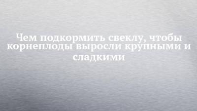 Чем подкормить свеклу, чтобы корнеплоды выросли крупными и сладкими - chelny-izvest.ru