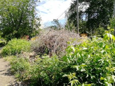 Дарья Гребнева - В Кунгуре вдоль бывшей железной дороги кучи сухих веток до сих пор не вывезены - iskra-kungur.ru - Пермь