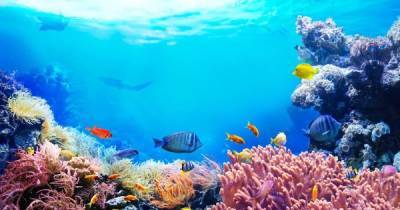 Разрушение океанической экосистемы может разорить человечество уже через 25 лет, - ученые - focus.ua