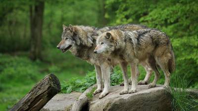 В Гессене официально появилась первая пара волков - rusverlag.de - земля Гессен