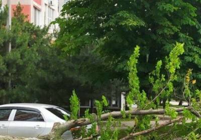 Стихия повалила деревья под Одессой: кадры последствий шторма - politeka.net - Одесса - Одесская обл. - Черноморск