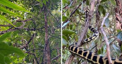 Пользователи Сети пытаются отыскать змею на фото из леса - ren.tv - Австралия